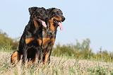 BEAUCERON 540